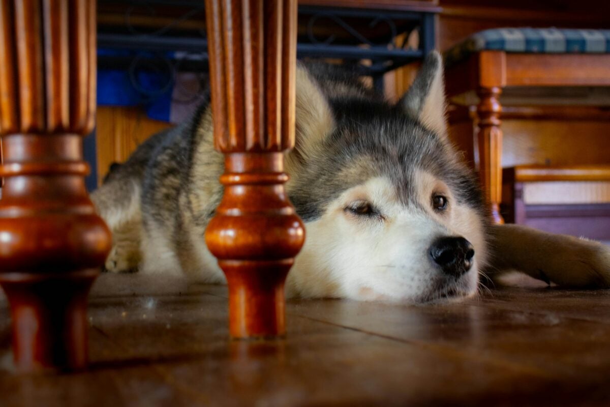 Siberian Husky hiding under furniture. 