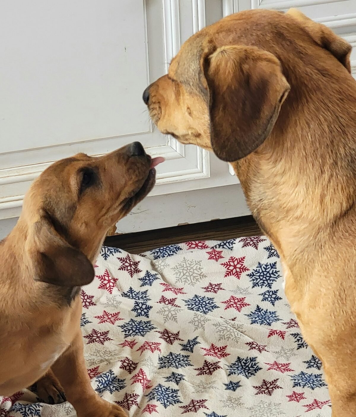 Large dog not letting a small dog lick him.