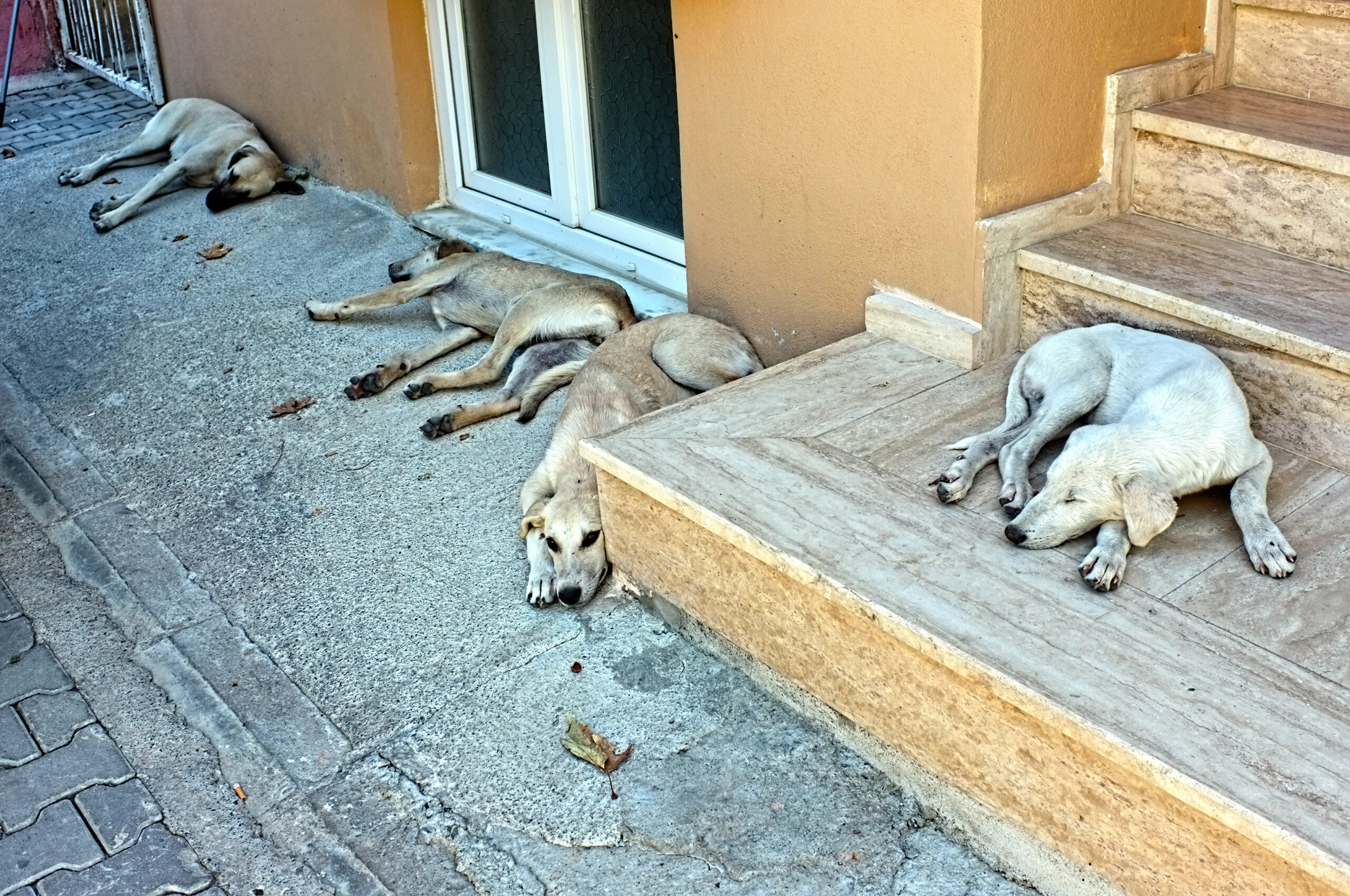 Dogs are sleeping on the street.