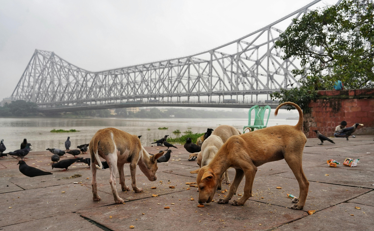 Several street dogs in a city eating scraps on the ground next to a river.