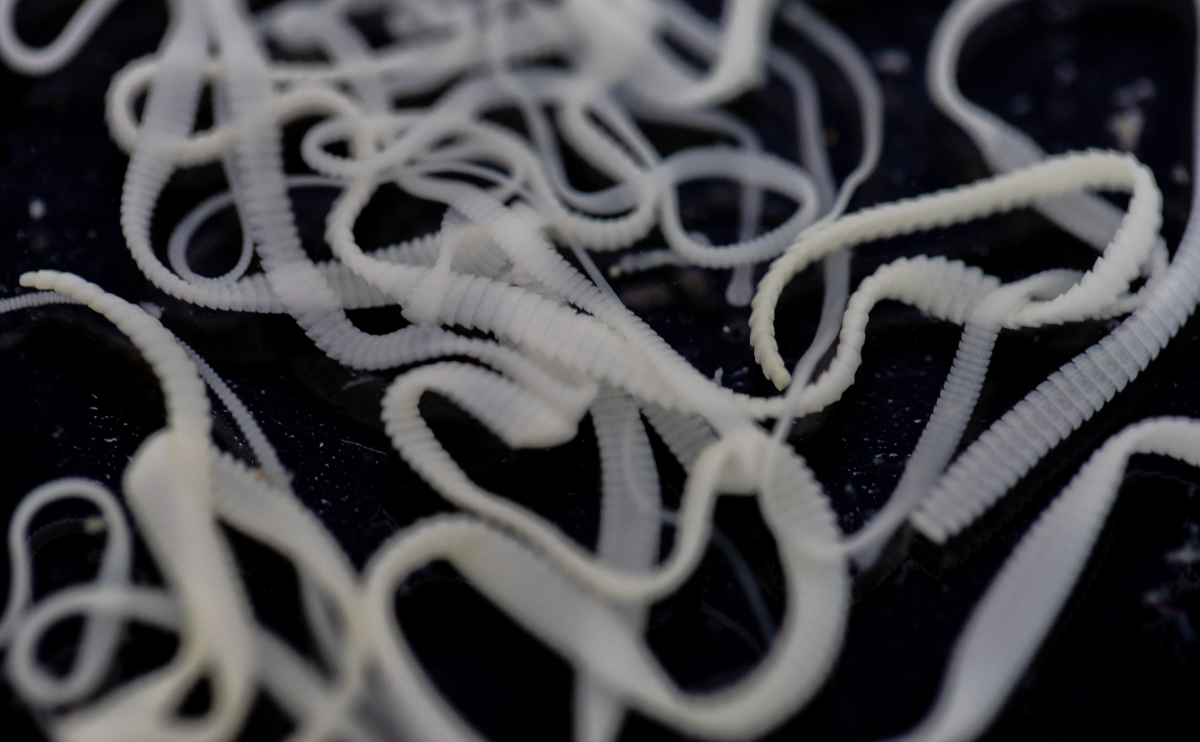Tapeworms up close on a black background.