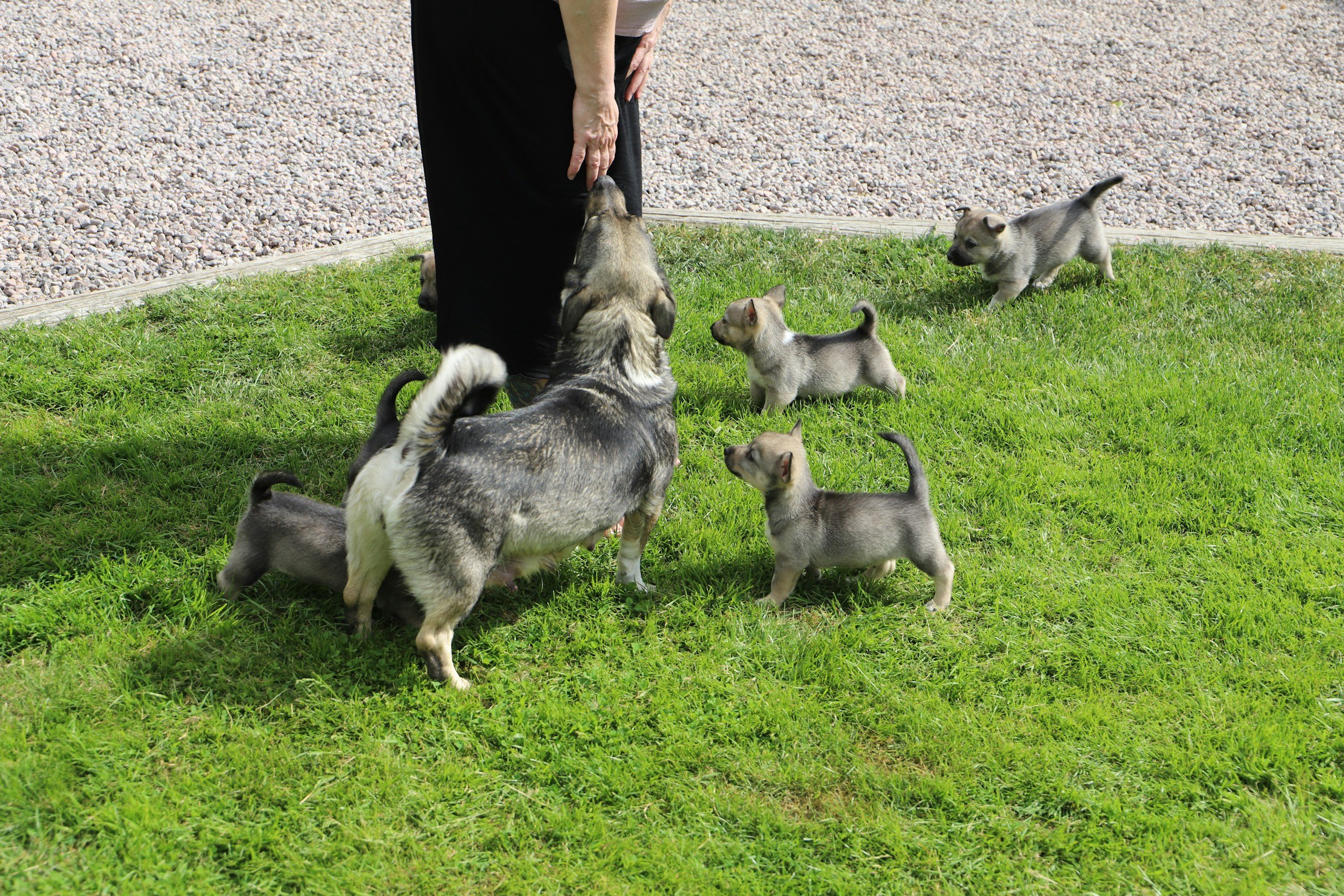 Person leaning down to pet mother Västgötaspet dog, also known as the Swedish Vallhund, while being surrounded by mother dog's playful puppies.