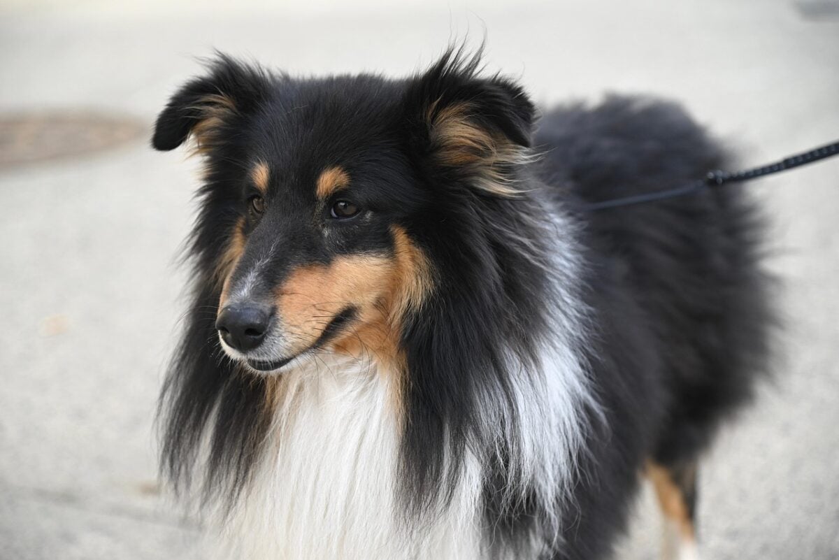 Tricolor Shetland Sheepdog on a leash.