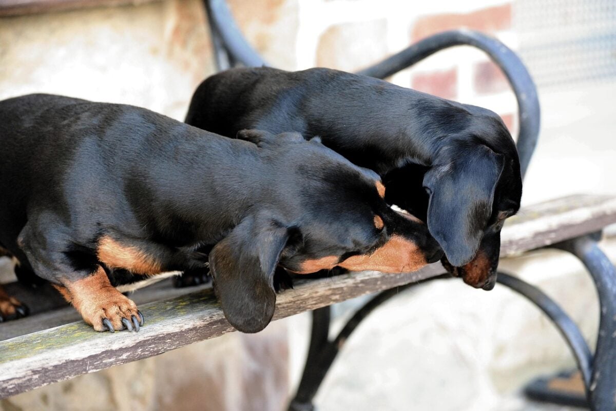 Two Dachshunds being affectionate with each other on a bench.