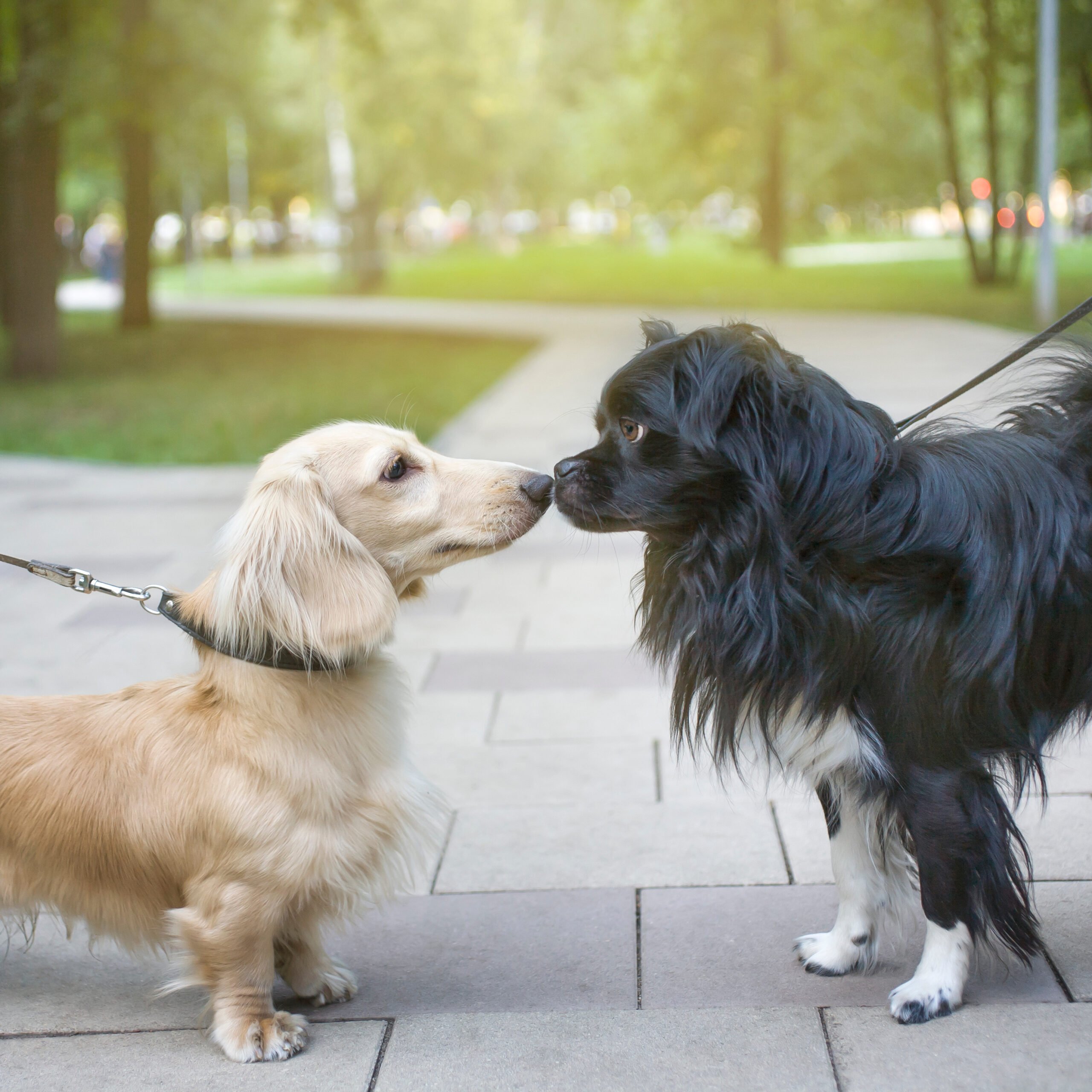 Two dogs meeting each other on a walk.