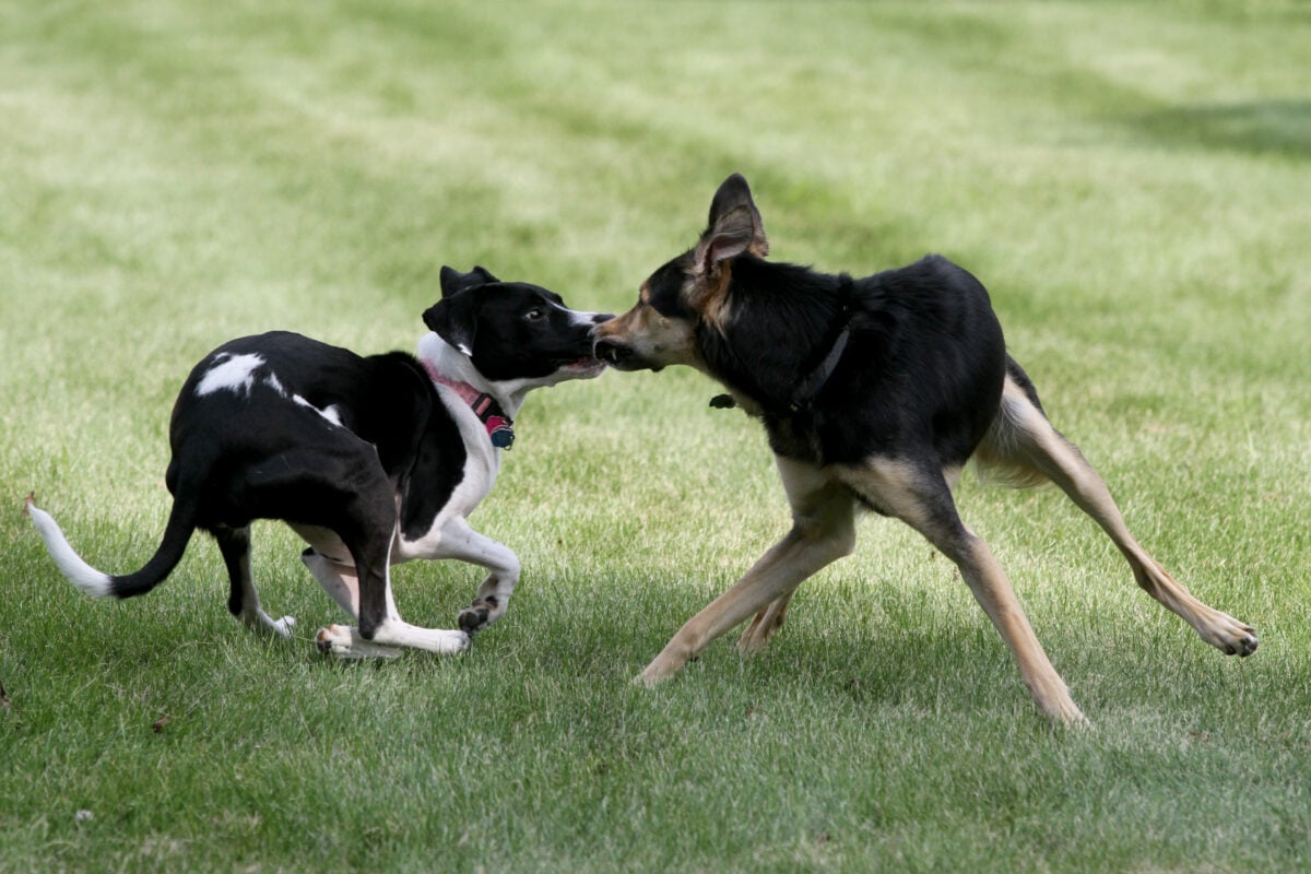 Two dogs meeting for the first time mouth to mouth.