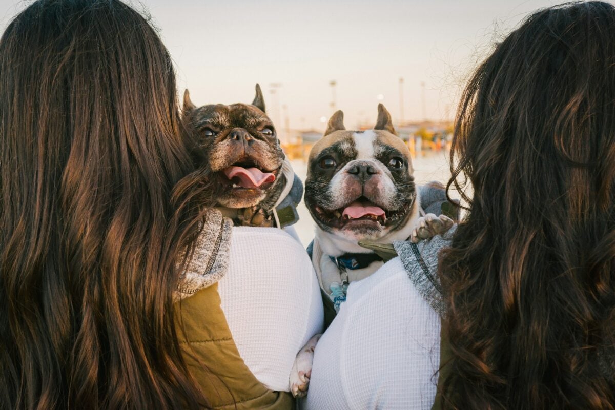 Two French Bulldogs being held by owners looking over their shoulders smiling. 