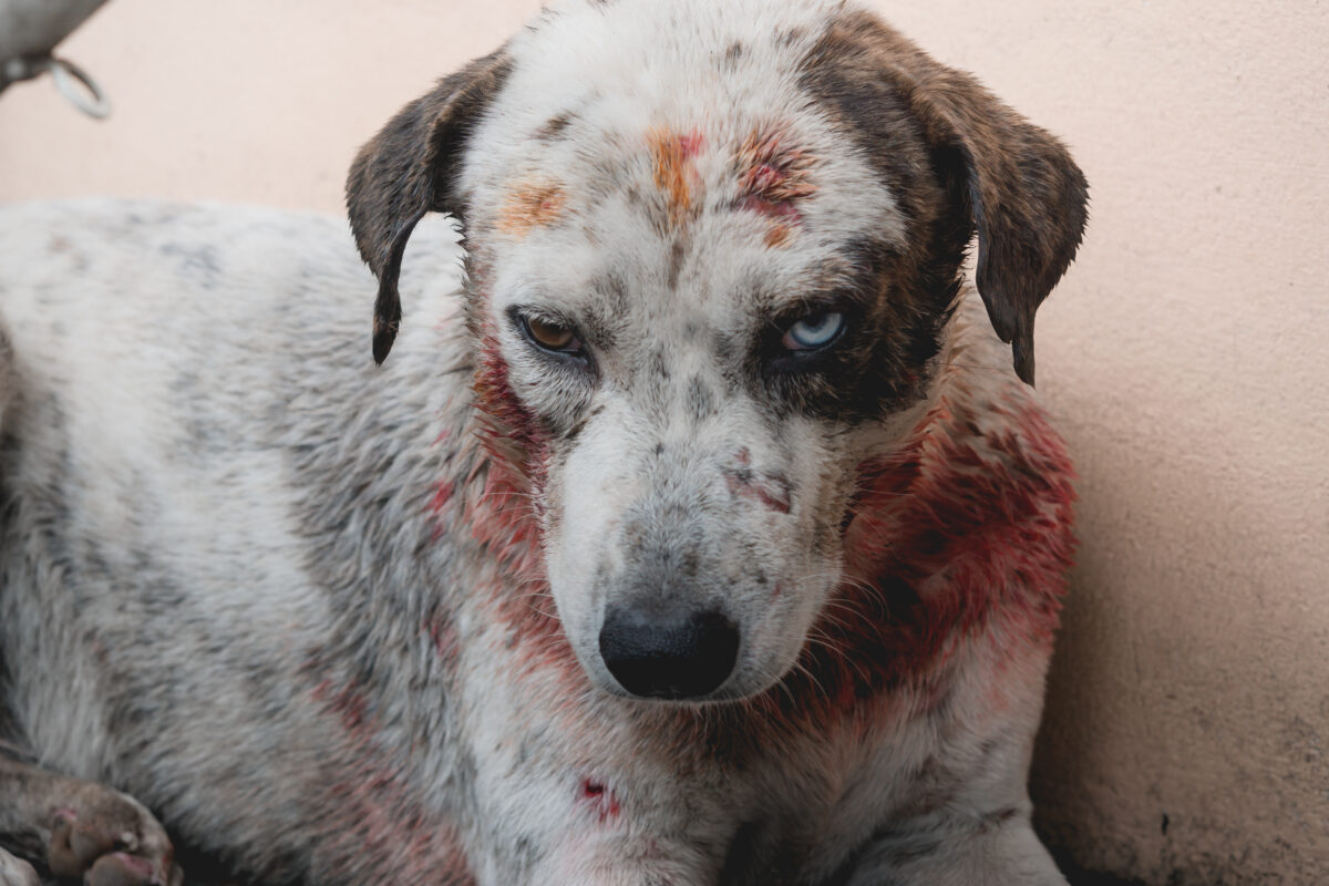 White dog injured and bloody after attack.