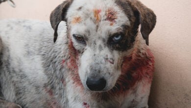 White dog injured and bloody after attack.