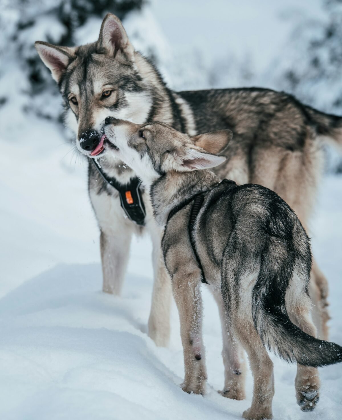 Wolfdog puppy giving love to its mom.