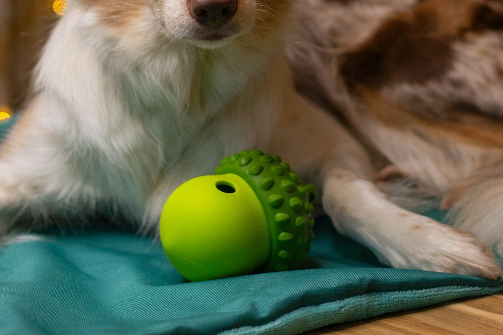 Dog lying next to treat-dispensing toy.
