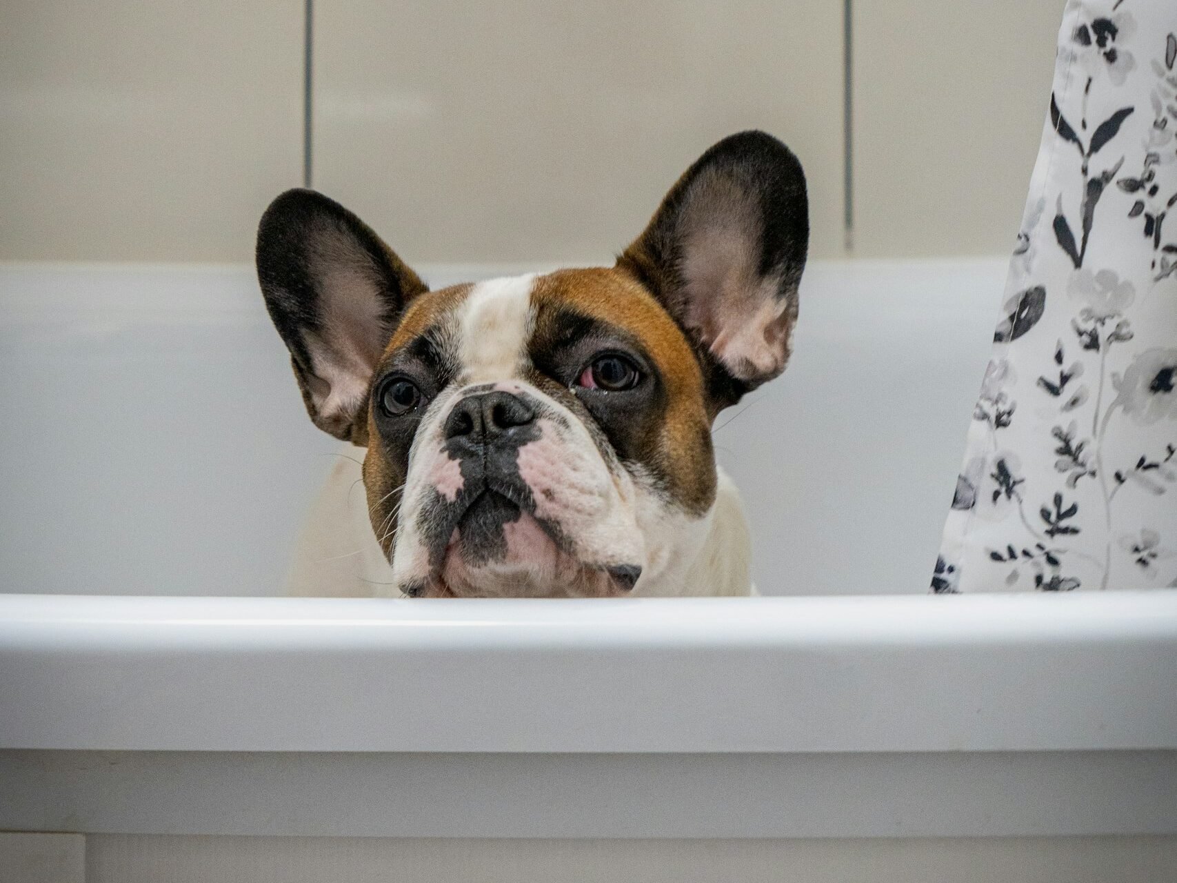 French Bulldog sitting in bathtub.