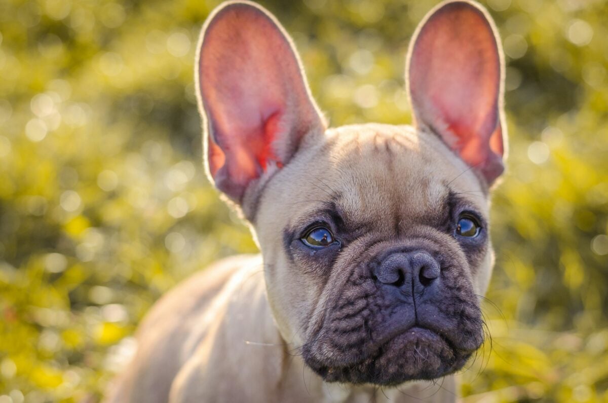 A close-up of French Bulldog in grass.