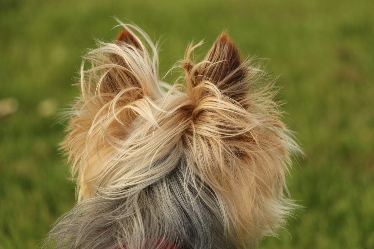 A close-up of Yorkie's hair on back of head.