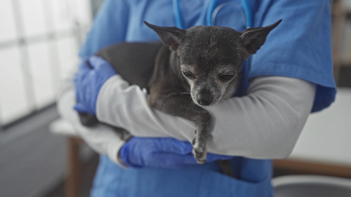 A veterinarian in blue scrubs tenderly holds a senior chihuahua during a medical examination in a vet clinic.