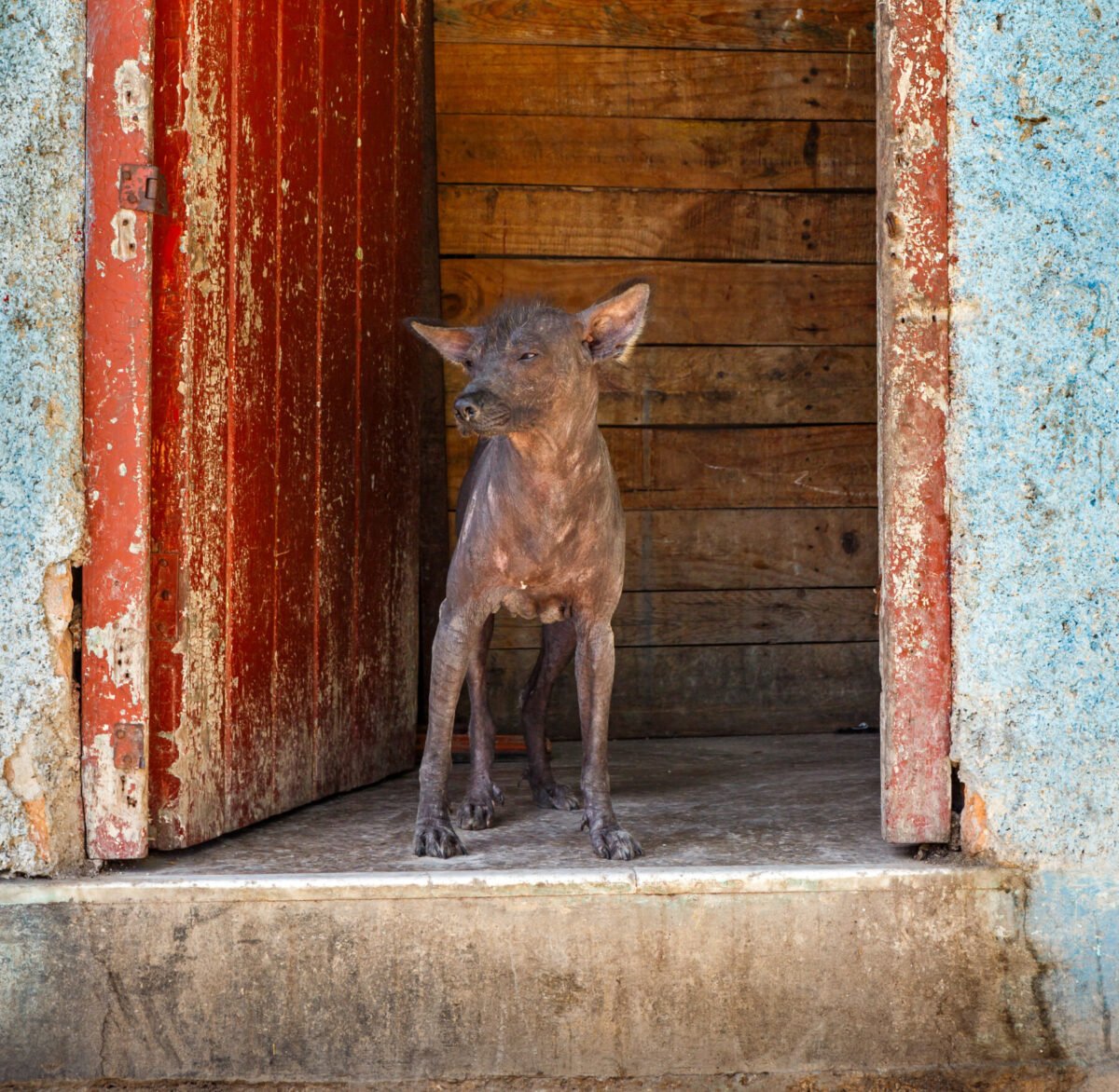 Abyssinian Sand Terrier Dog
