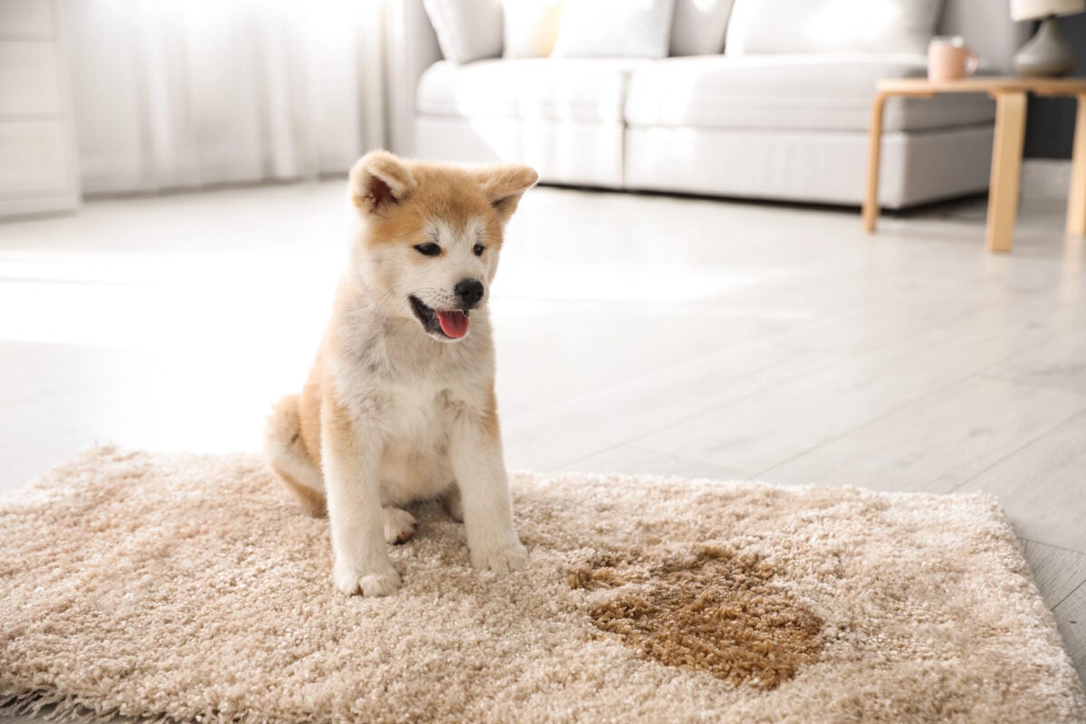 Adorable akita inu puppy near pee puddle on rug at home.