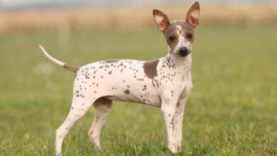 American Hairless Terrier Puppy