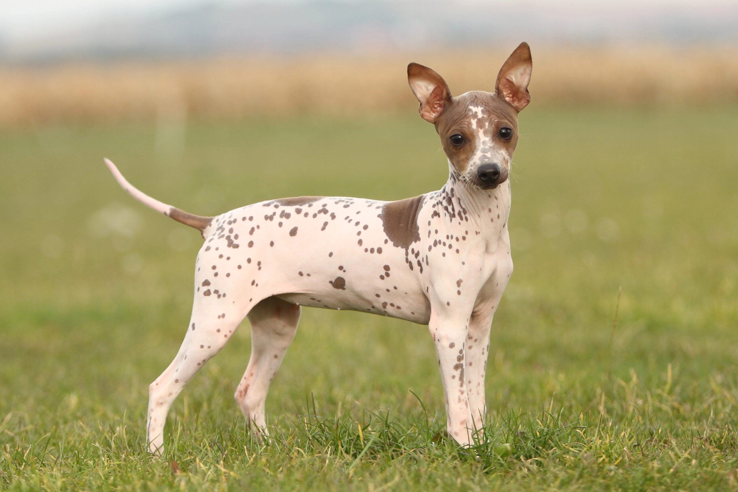 American Hairless Terrier puppy.