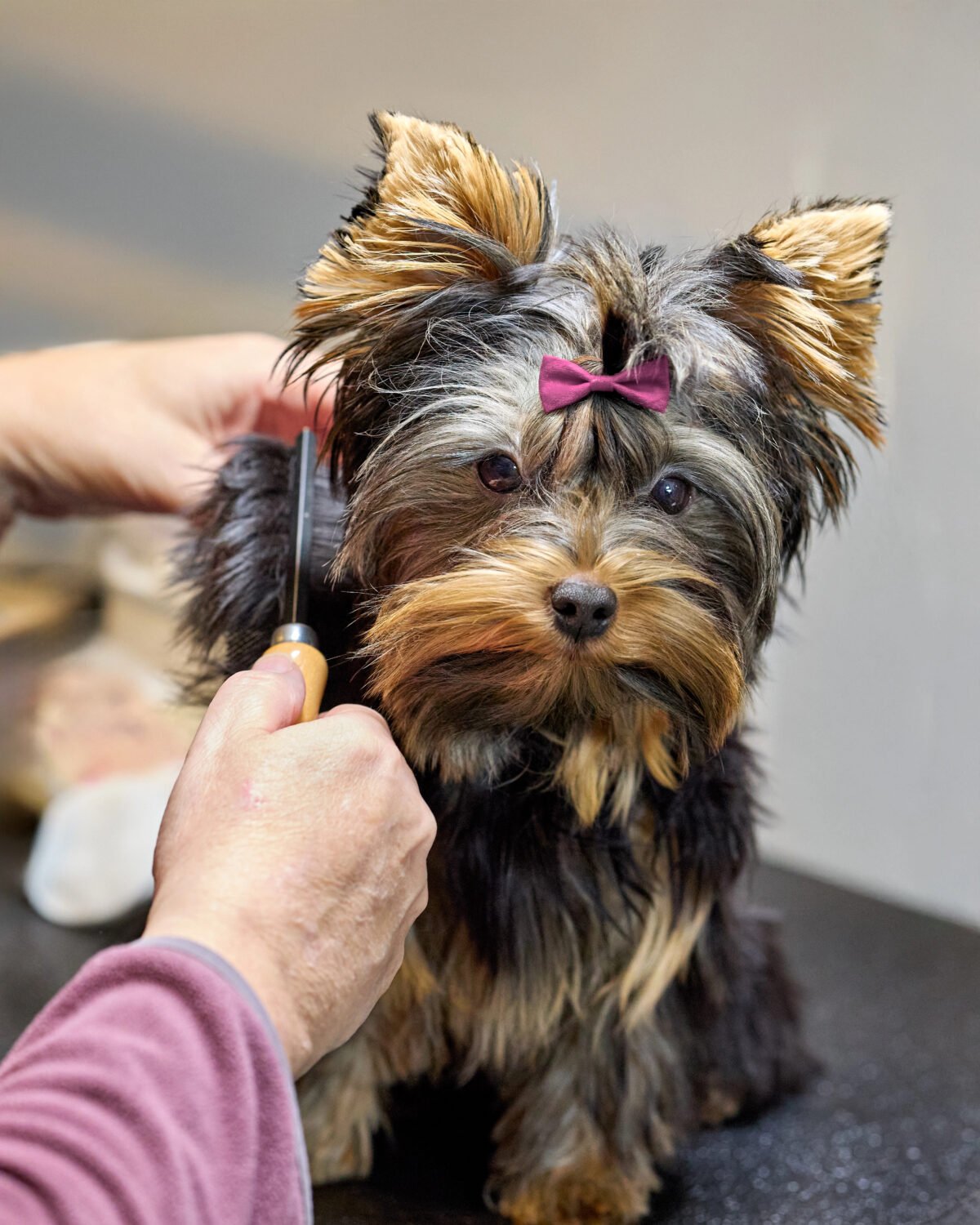 An adorable Yorkshire Terrier puppy with a small purple bow sits patiently while being professionally groomed with metal comb.