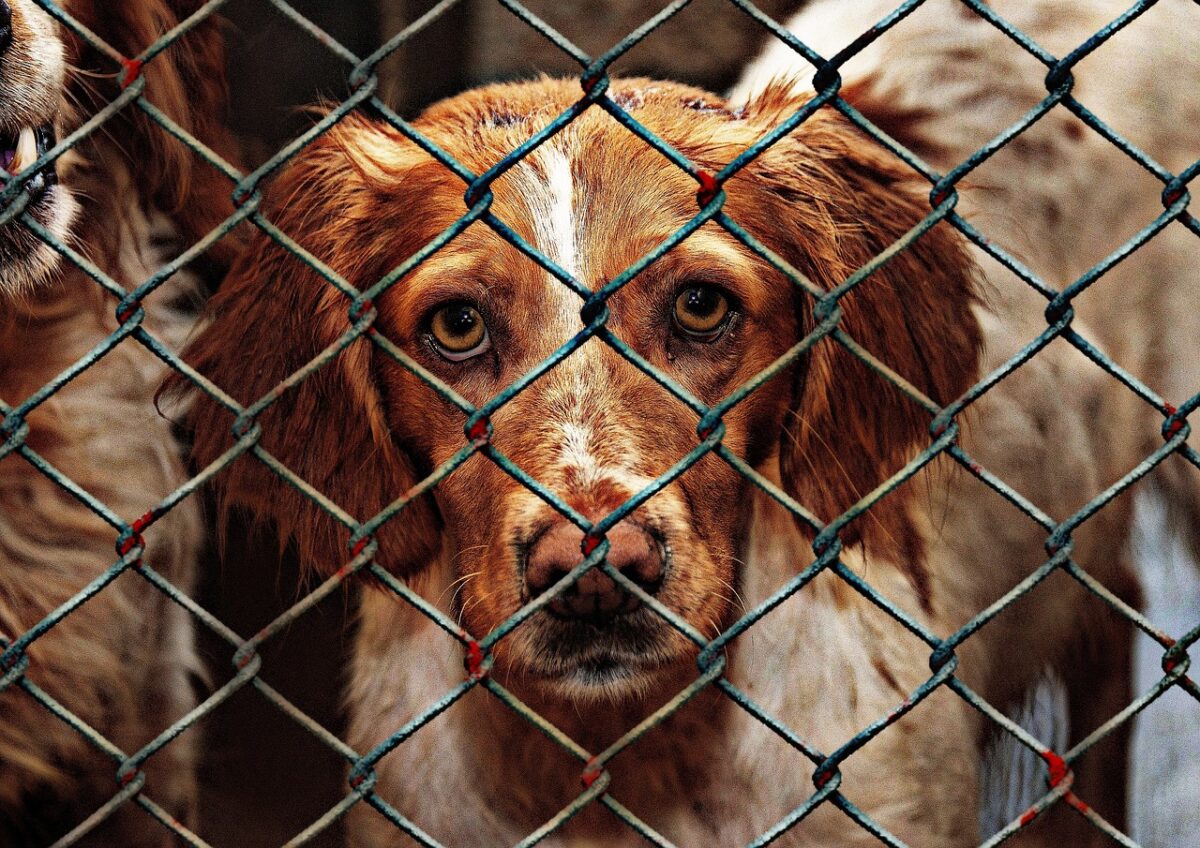 Dog in an animal shelter.