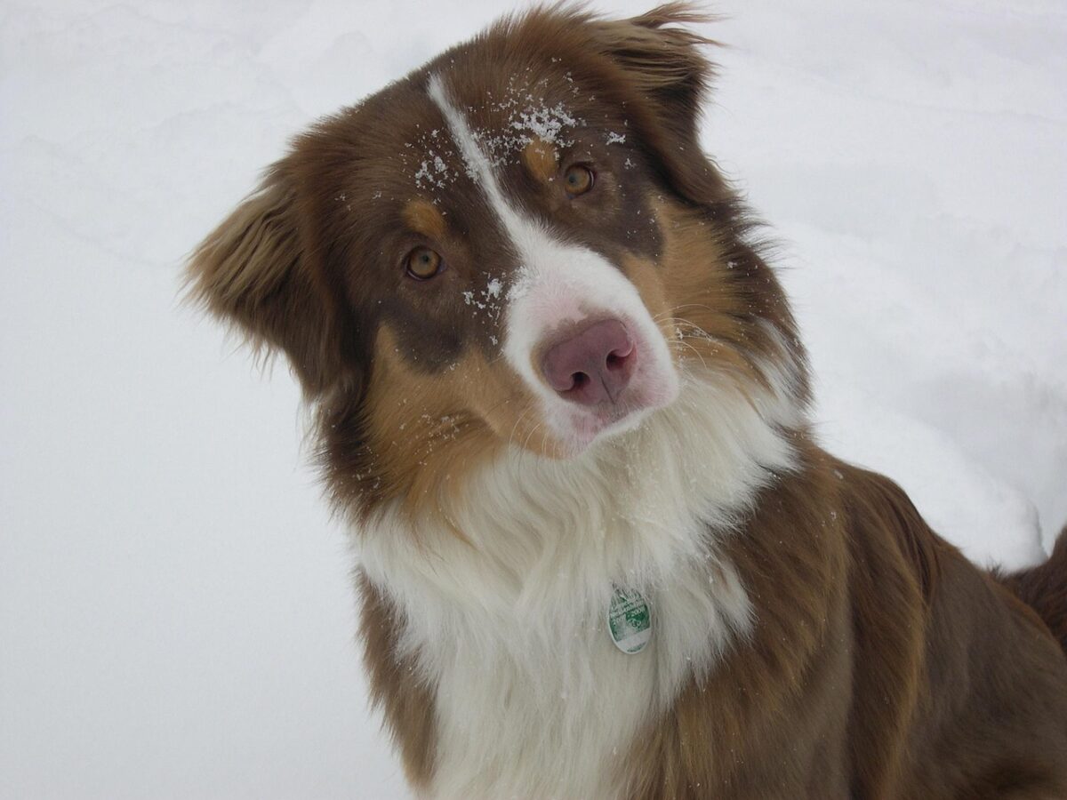 attentive, animal, snow, winter, australian shepherd, domestic animal, cold, nature, fur, pet, dog