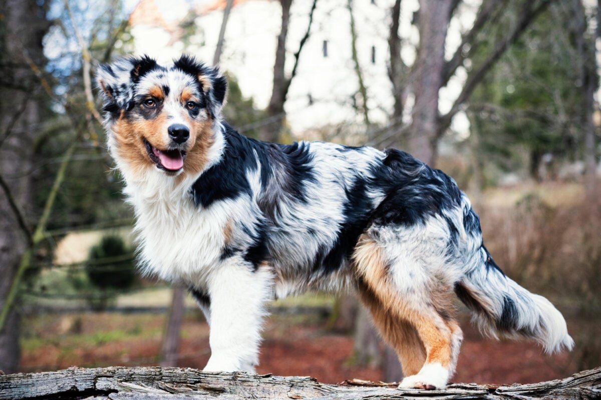 Cute blue merle Australian Shepherd puppy in nature