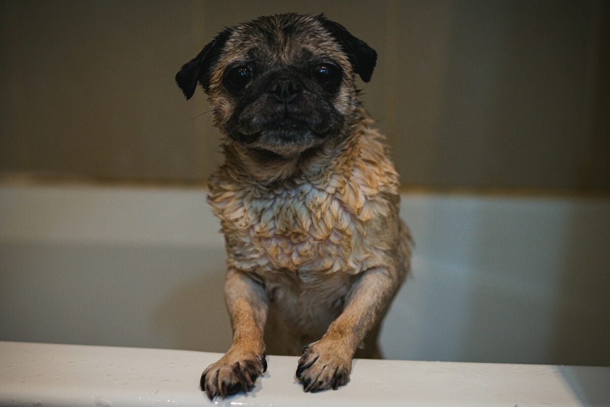 Wet Pug in bath.