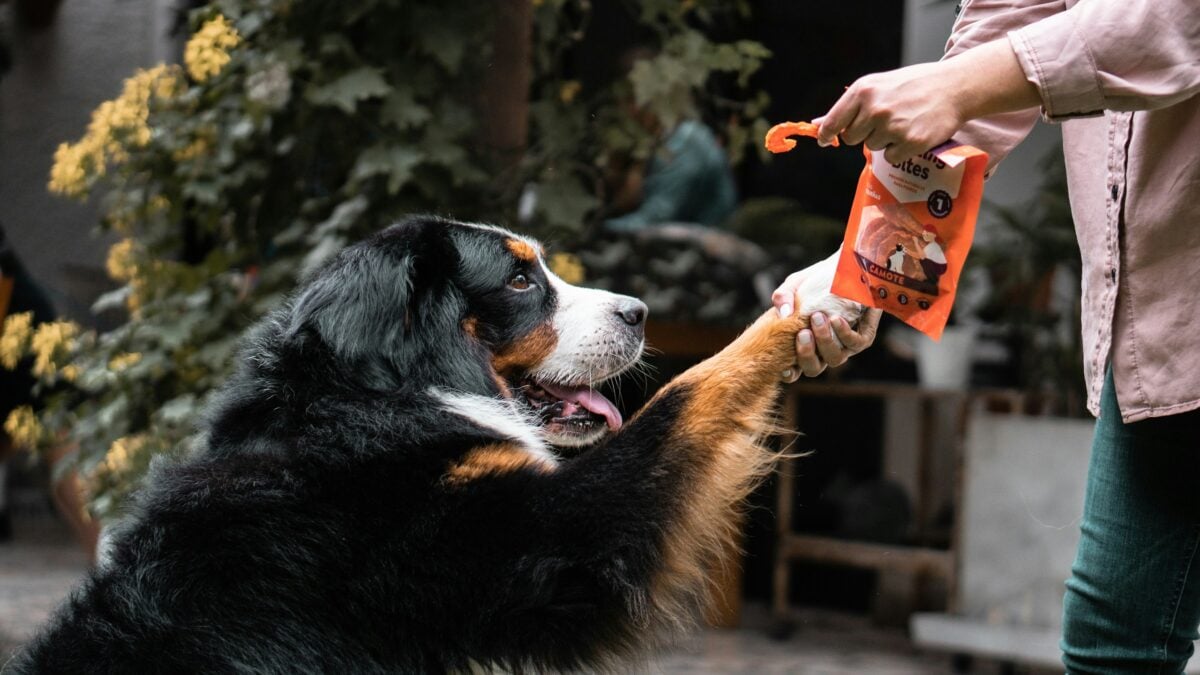 Person giving black and brown long-coated dog a sweet potato treat called bonding bites.