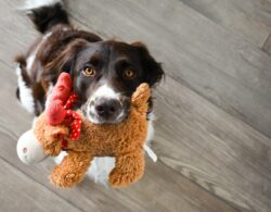 Black and white short-coated dog holds plushie in mouth to give to owner.