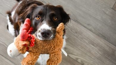 Black and white short-coated dog holds plushie in mouth to give to owner.