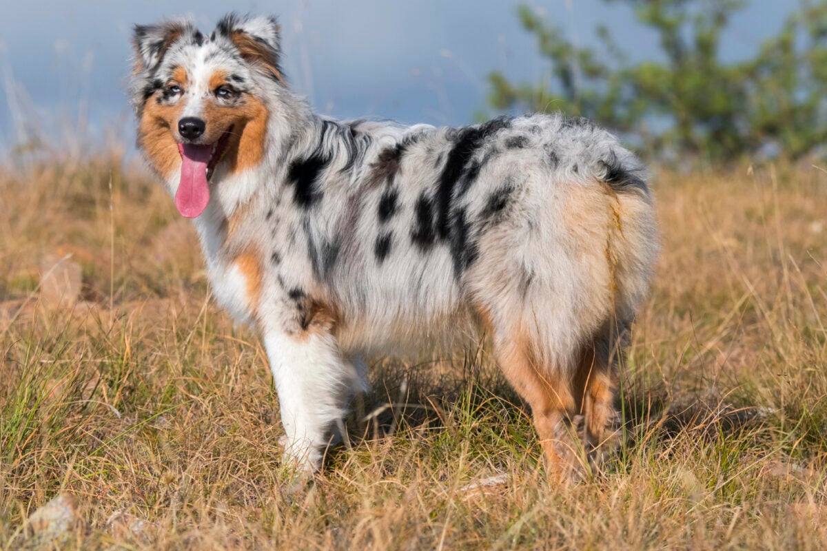 An Australian shepherd dog outside.