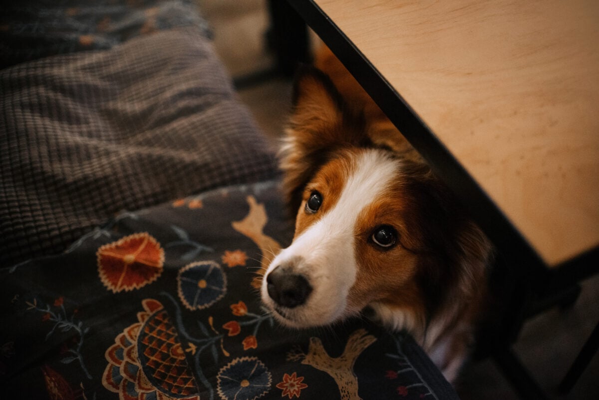 Border Collie dog begging from under the table.