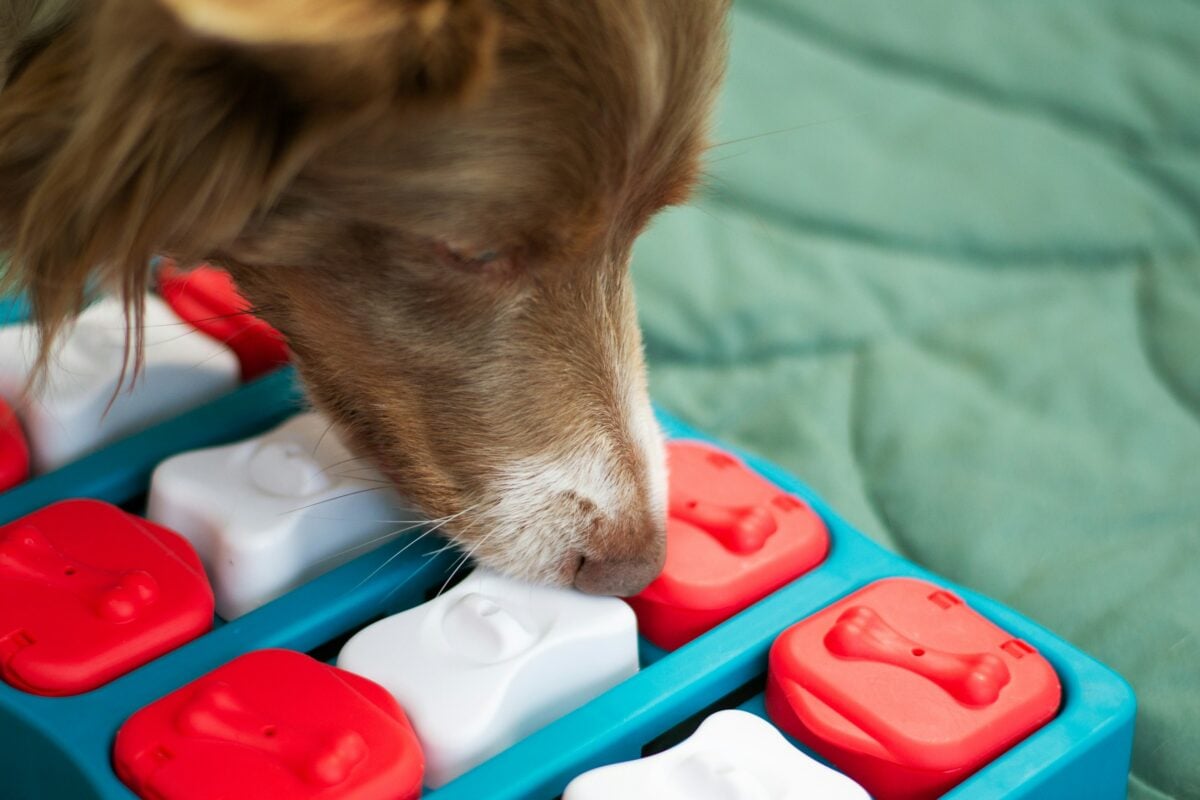 Border Collie searching treats in brain game for dogs.