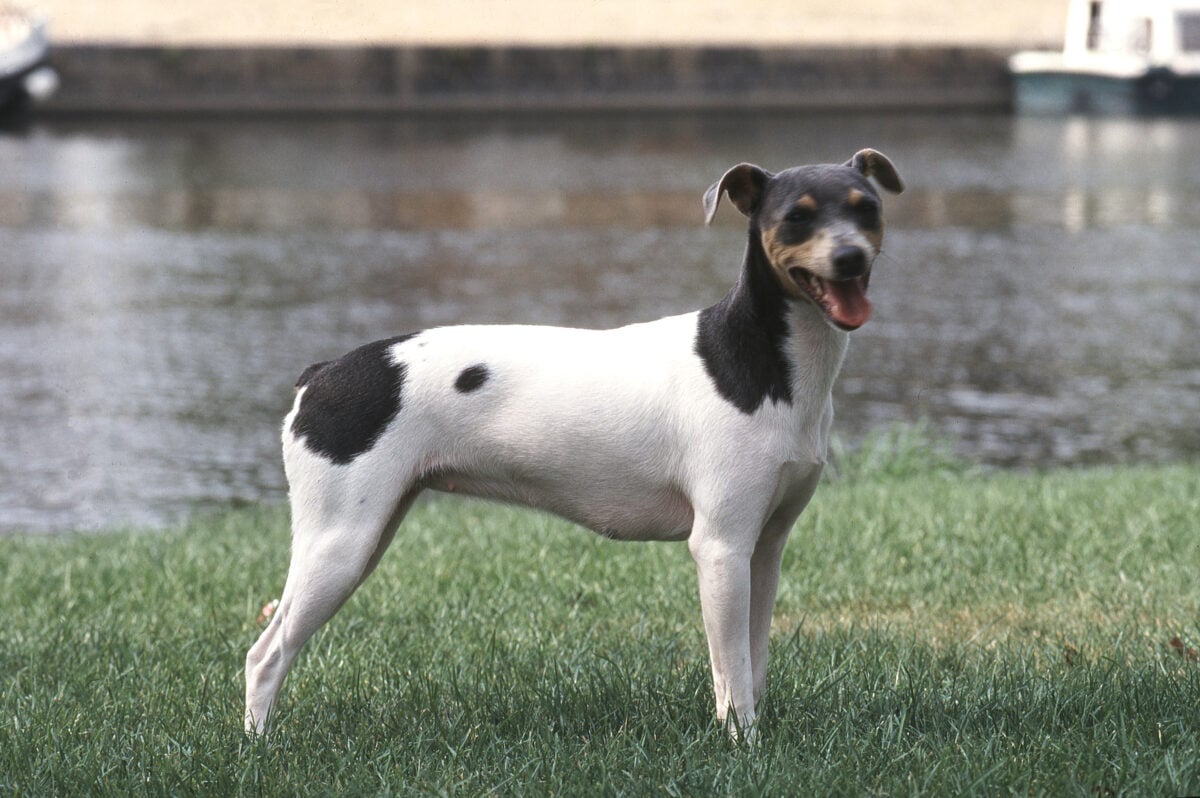 A Brazilian Terrier standing on the grass by a river.