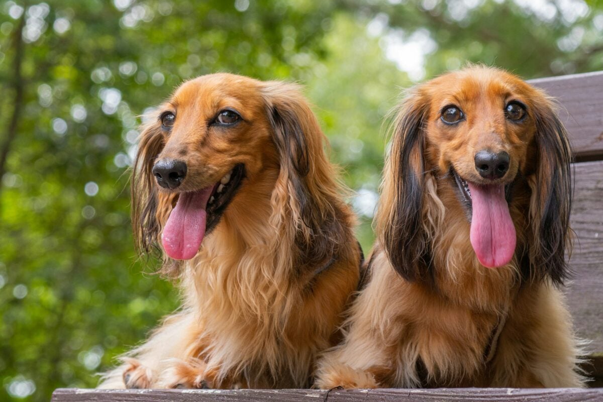 Two long-haired dogs that look almost identical.
