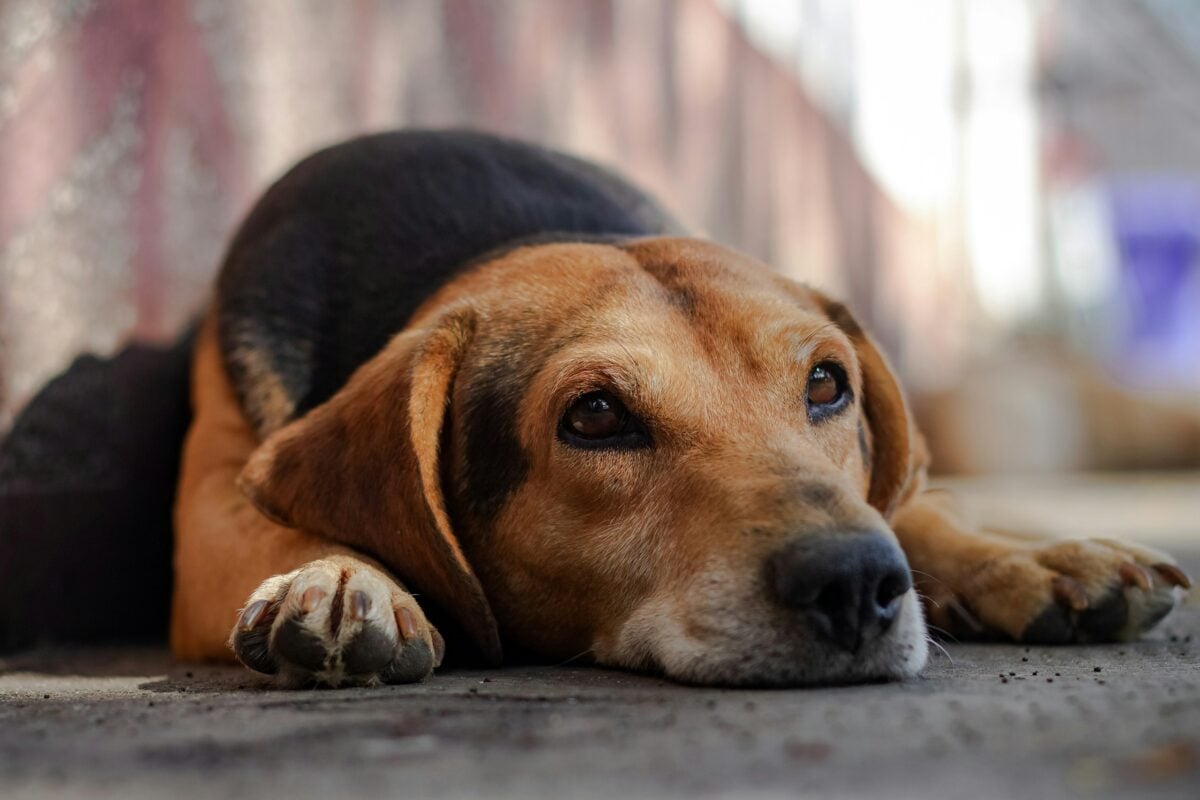 Brown and black dog lying down looking apathetic.