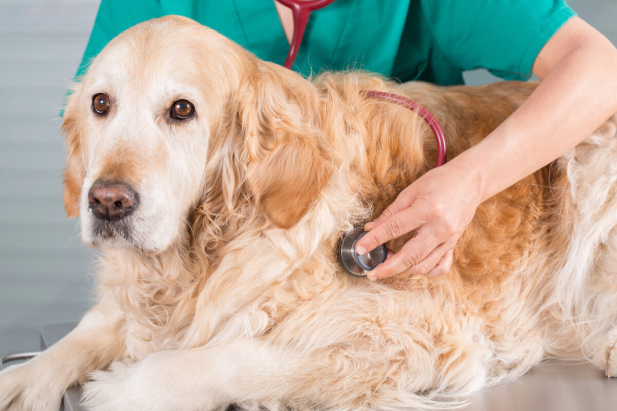 Veterinarian checking a Golden Retriever’s heartbeat.