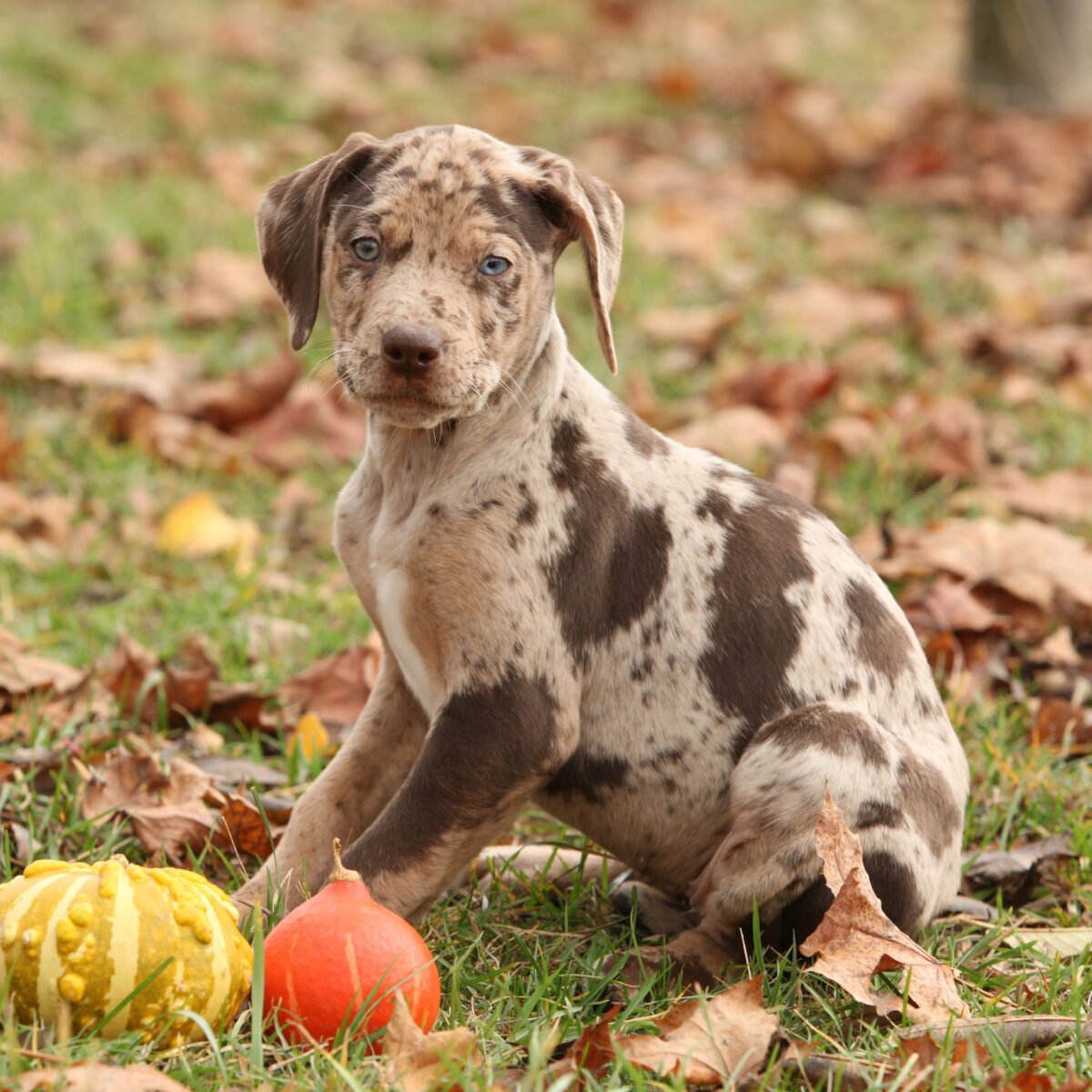 Louisiana Catahoula Leopard Dog puppy in Autumn.