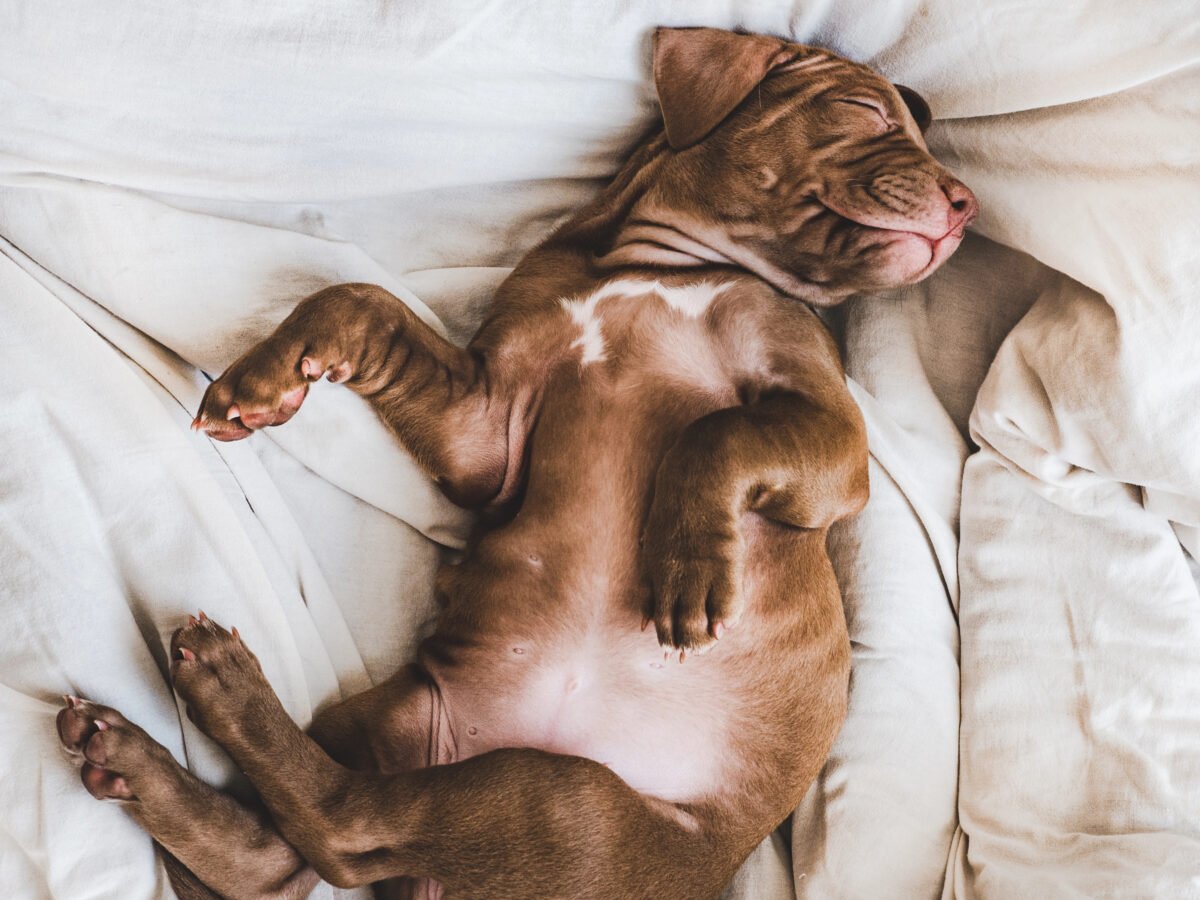 Puppy lying on back with paws up in the air.