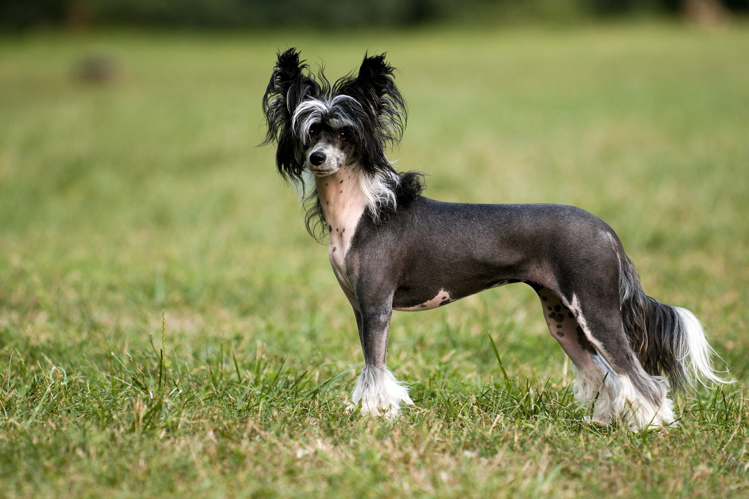 Chinese Crested Dog standing in a field.