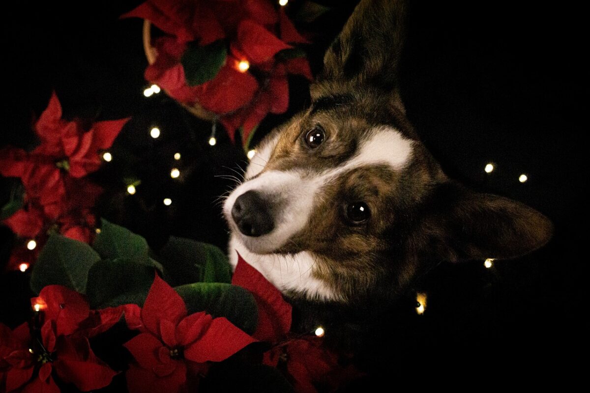 A Corgi posing next to Christmas poinsettia.