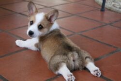 A Corgi puppy splooted on a tile floor looking at camera.