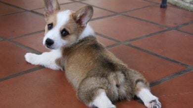 A Corgi puppy splooted on a tile floor looking at camera.
