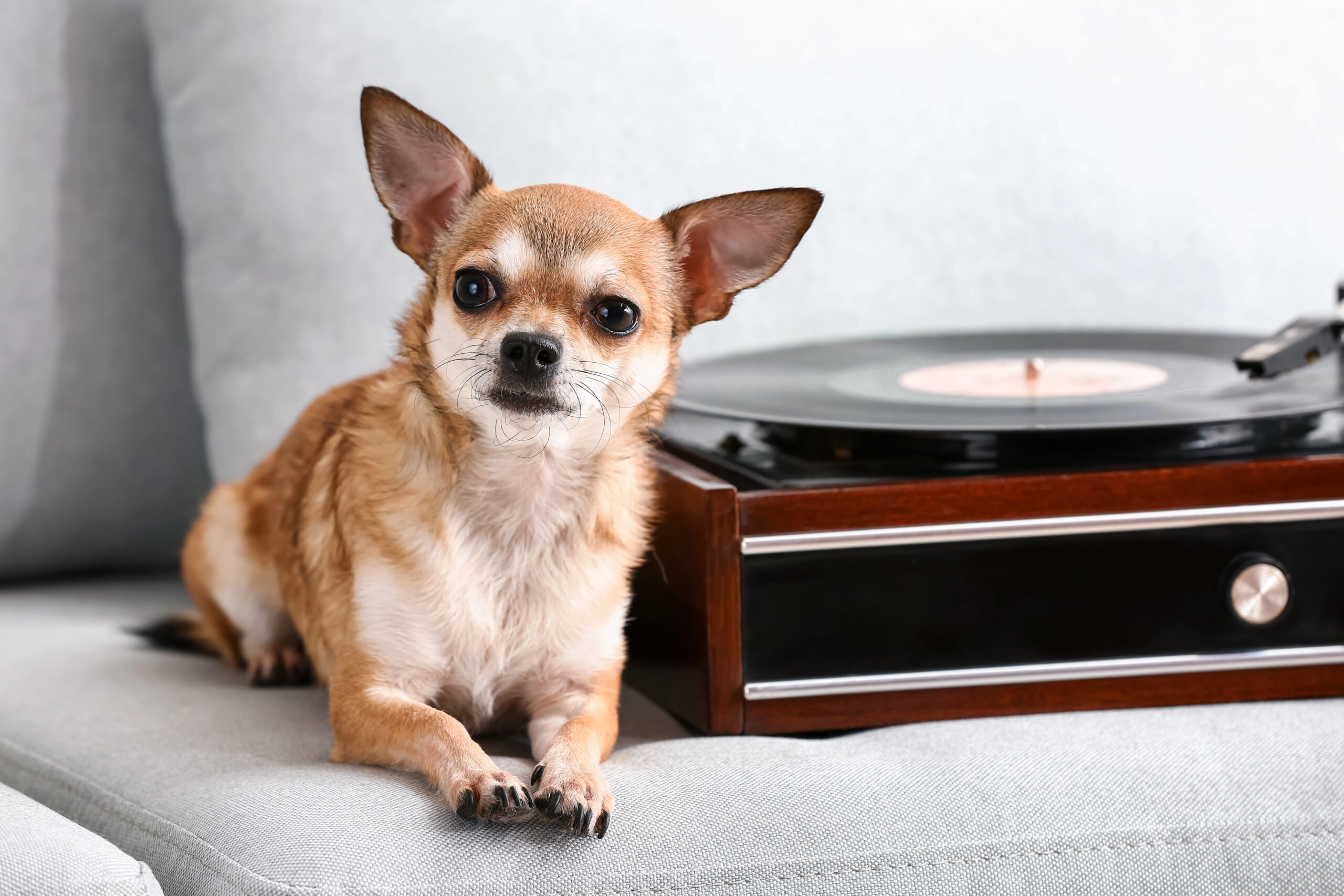 Cute funny dog near record player with vinyl disc on sofa.