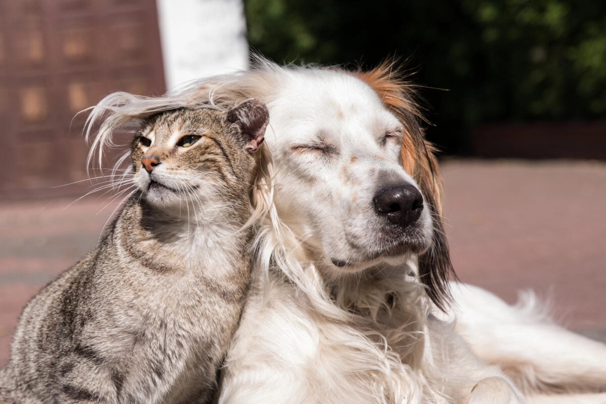 Cat and dog loving on each other.