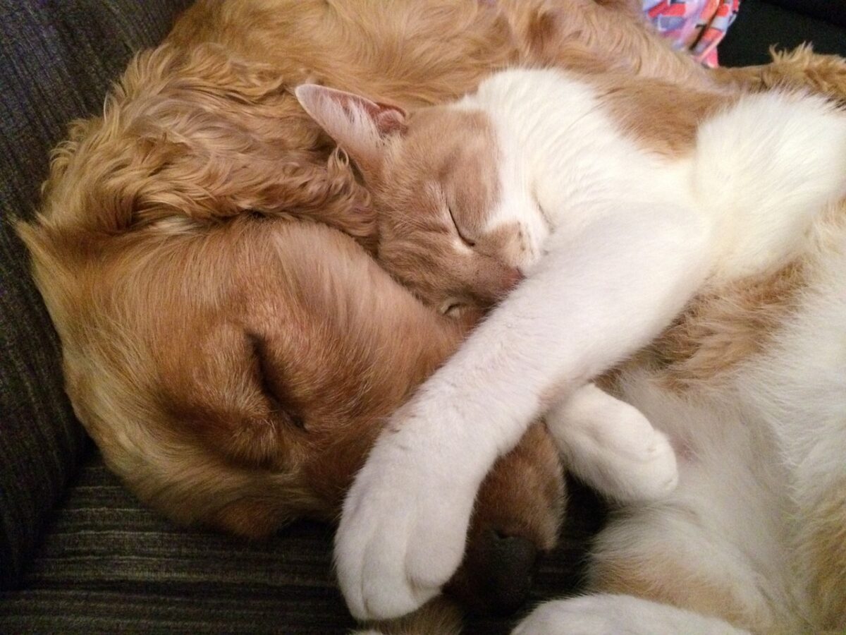 cat and dog, friends, cat, dog, cute, friendship, two, puppy, love, together, adorable, brown together, brown friendship