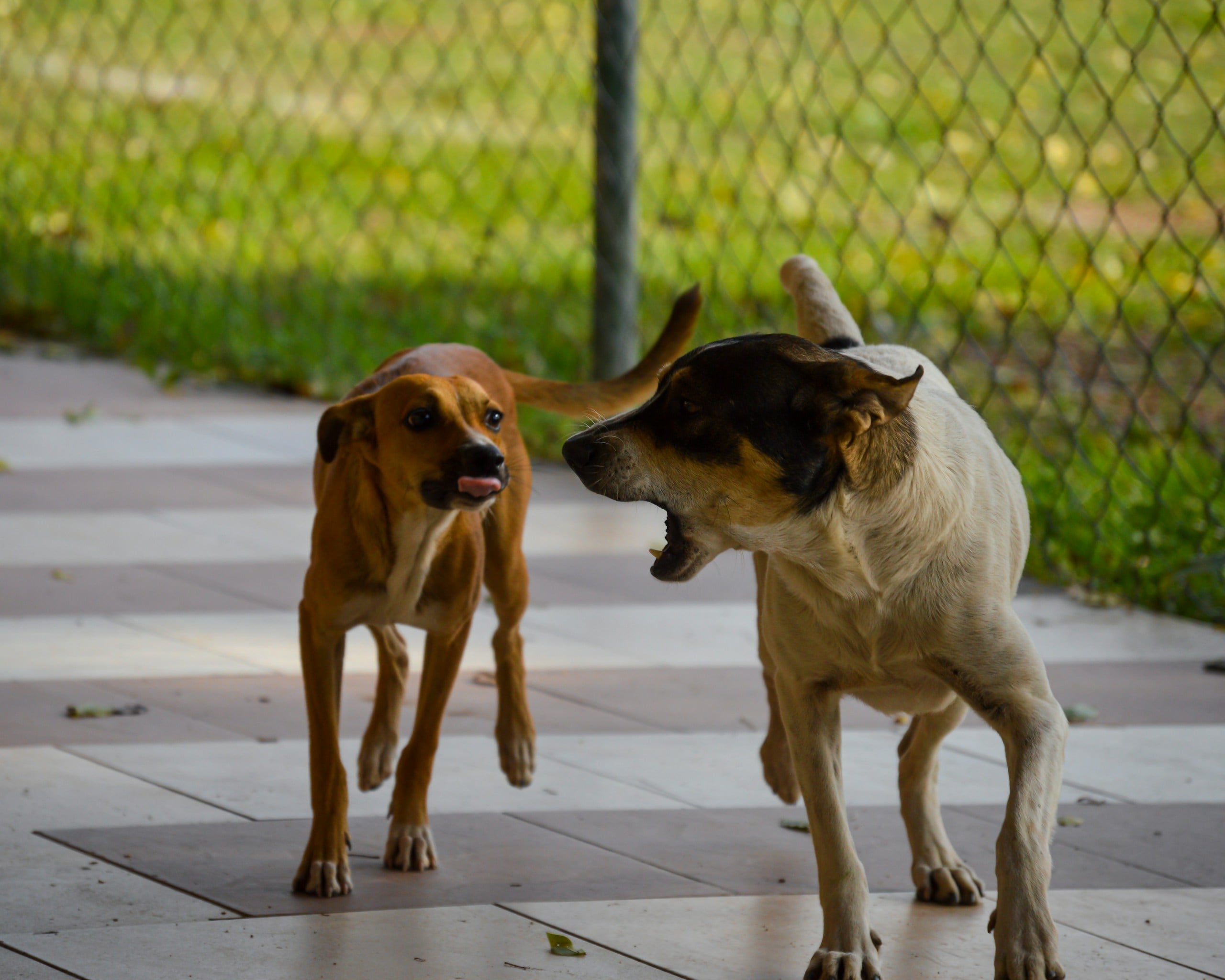 Dog barking at other dog on a sidewalk next to a fence.