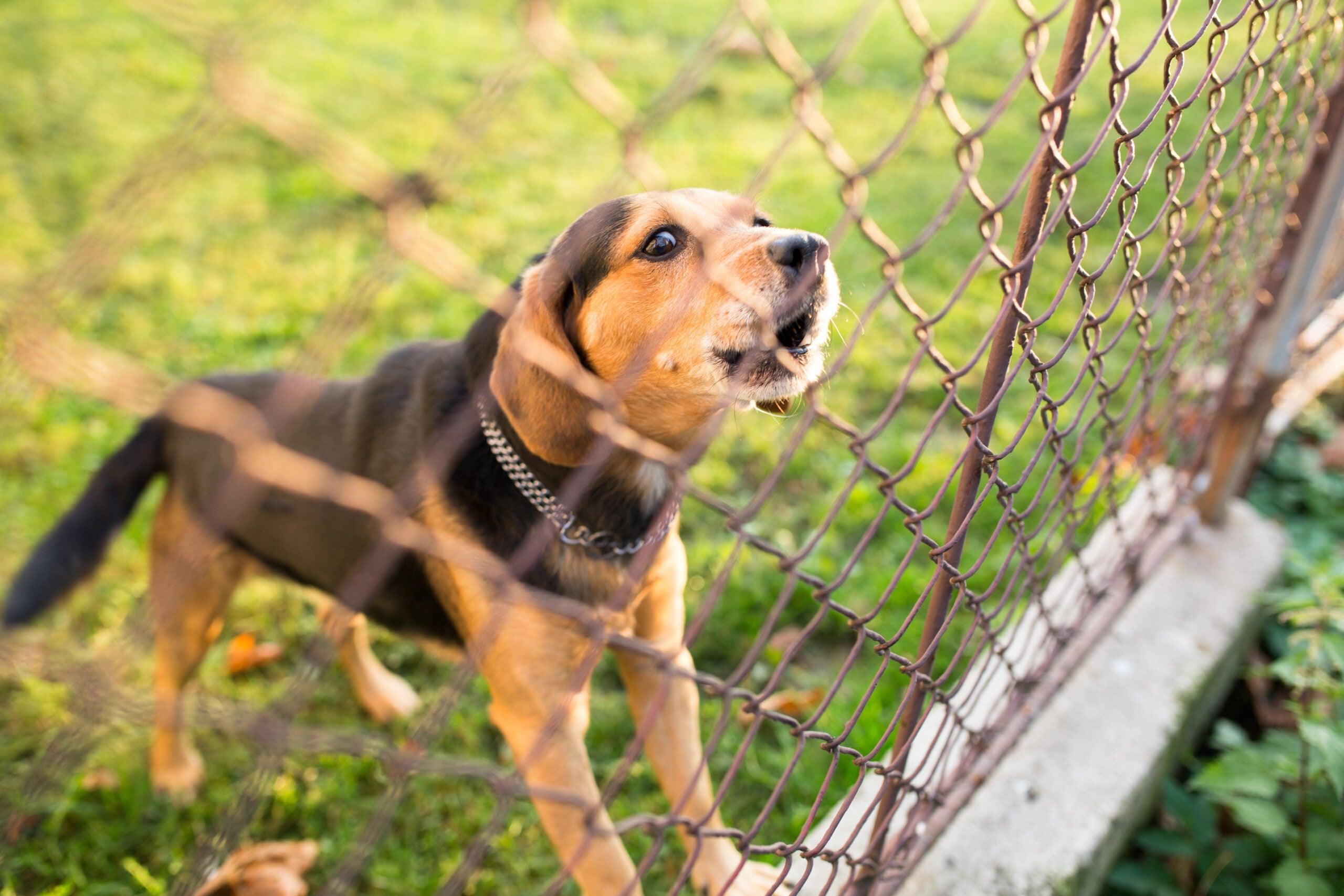 Cute guard dog behind fence, barking.