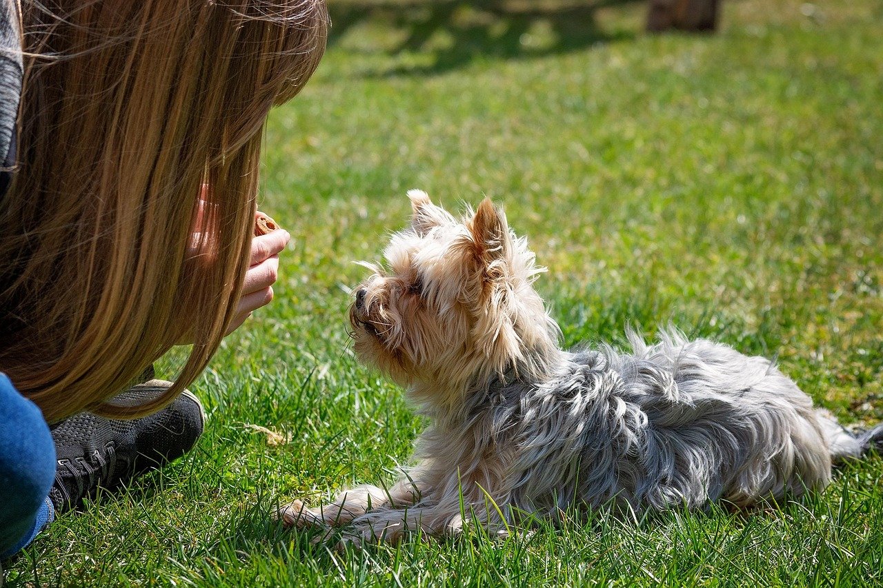 Person feeding Yorkie dog treat during training session.